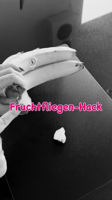 Fruchtfliegen-Hack